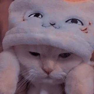 🐱 고양이, 새끼 고양이, 동물, 귀여운, 애완 동물, 흰 고양이, 모자 telegram sticker