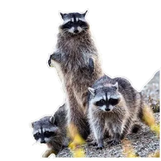 👯‍♂️ Waschbär, Tiere, Wildtiere, Säugetiere, Natur telegram sticker