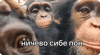 🌟 ничево сибе пон scimpanzé, scimmia, animali, divertente, meme whatsapp sticker