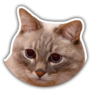 😕 gato, animal, mascota, pegatina, felino whatsapp sticker