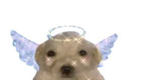 😇 puppy, dog, angel, wings, halo telegram sticker