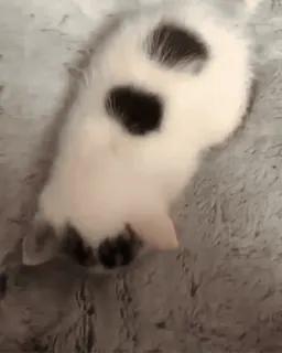 🐱 kot, kociak, zwierzę, zwierzę domowe, słodki, domowy whatsapp sticker