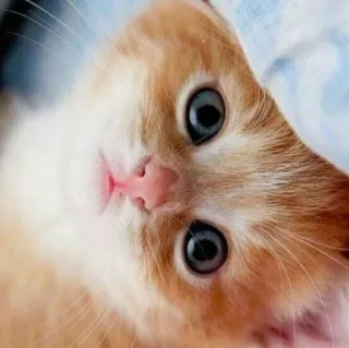 😺 chat, chaton, animal, mignon, animal de compagnie telegram sticker