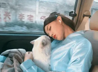 🌈 sleeping, cat, woman, car, pet telegram sticker