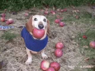 🌟 狗, 腊肠犬, 动物, 苹果, 宠物, 可爱, 水果 telegram sticker