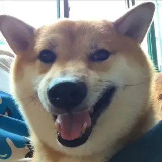 🏷 chó, shiba inu, thú cưng, động vật, vật nuôi, động vật có vú, vui vẻ, dễ thương telegram sticker