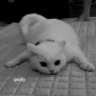 🕸 ipishy 猫, 白猫, 动物, 宠物, 可爱, 家畜 telegram sticker