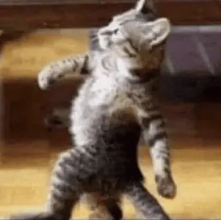🤍 gato, baile, animal, divertido, gatito whatsapp sticker