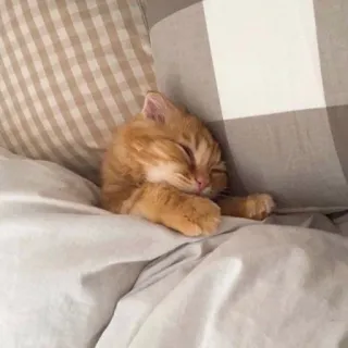 🌟 gatto, gattino, sonno, carino, animale, animale domestico telegram sticker