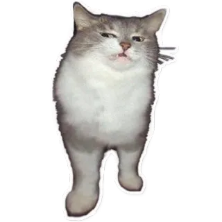 😾 chat, animal, animal de compagnie, mème, drôle, mignon telegram sticker