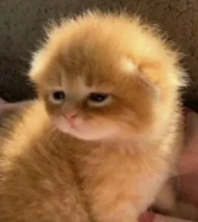 🎀 kitten, cat, sad, cute, animal, pet whatsapp sticker