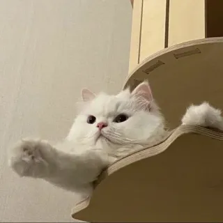 🐾 고양이, 귀여운, 하얀, 폭신한, 동물 telegram sticker