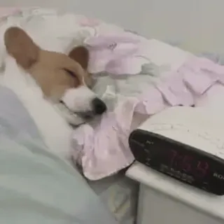 ⏰ perro, dormir, corgi, cama, despertador telegram sticker