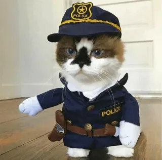 👩‍✈️ gato, policía, uniforme, mascota, animal, disfraz whatsapp sticker