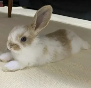 🌟 rabbit, bunny, animal, pet, cute, mammal whatsapp sticker