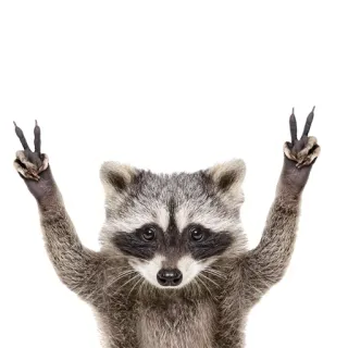 ✌️ mapache, animal, paz, dedos, lindo whatsapp sticker