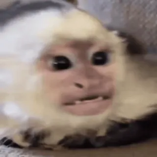 😡 mono, animal, fauna, lindo, mamífero, primate whatsapp sticker