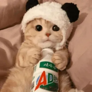 💓 AD钙 кот, шапка панды, молоко, милый, животное whatsapp sticker