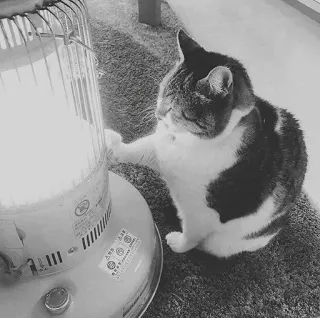 🖇 cat, heater, animal, indoors, pet, warm, cozy telegram sticker