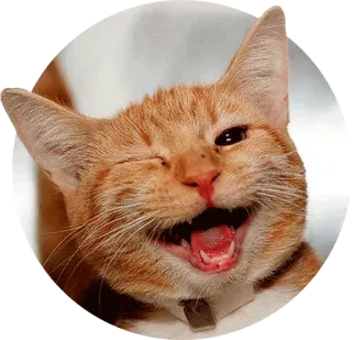 😉 cat, animal, pet, mammal, ginger cat, domestic cat, feline telegram sticker