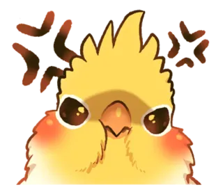 😡 en colère, oiseau, cockatiel, mignon, animal, animal de compagnie whatsapp sticker