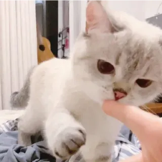 😁 Katze, Kätzchen, Haustier, Tier, süß, häuslich, Finger, spielerisch telegram sticker
