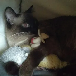 🧸 Katze, Siamese, Haustier, Tier, Spielzeug, Kätzchen, Säugetier, Hauskatze telegram sticker