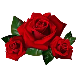 💚 rose, red rose, flower, roses, plant, nature telegram sticker