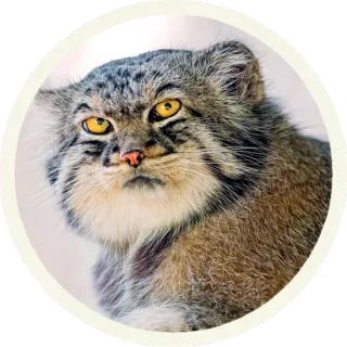😐 кот, животное, млекопитающее, дикий кот, домашнее животное, кошачий telegram sticker
