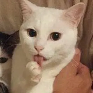 👅 cat, white cat, licking, pet, animal whatsapp sticker