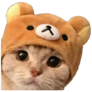 😸 cat, animal, cute, pet, bear, hat telegram sticker