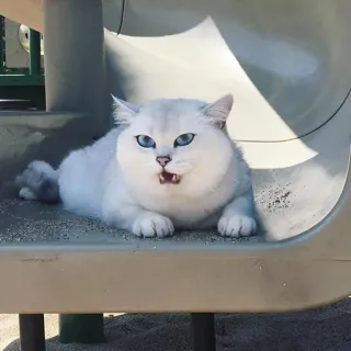 😼 gato, animal, animal de estimação, escorrega, branco, fofo telegram sticker
