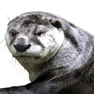 😒 выдра, животное, дикая природа, млекопитающее, милый, природа telegram sticker