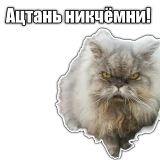 😾 Ацтань никчёмни! cat, grumpy, sticker, russian, text telegram sticker