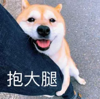 😌 抱大腿 perro, lindo, shiba inu, pata, cariño, animal, animal doméstico telegram sticker