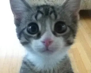 ☺️ cat, kitten, animal, pet, cute, eyes, mammal, domestic animal telegram sticker