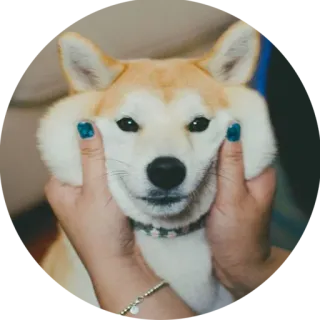 👫 犬, 柴犬, ペット, 手, 笑顔, 動物 telegram sticker