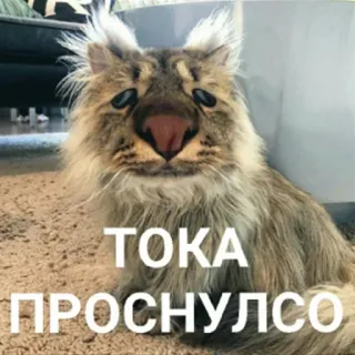 🌞 ТОКА ПРОСНУЛСО 고양이, 동물, 밈, 졸린, 웃긴, 일어남, 방금 일어남 telegram sticker