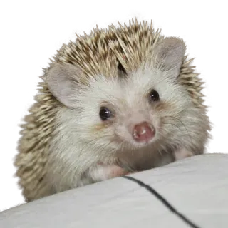 @hedgehogsBeauty telegram stickers