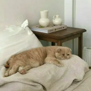 😺 chat, animal de compagnie, animal, beige, chambre, chat domestique, félin, détente telegram sticker