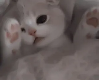 🎀 猫, 小猫, 可爱, 动物, 宠物, 白猫 telegram sticker