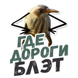 🚗 ГДЕ ДОРОГИ БЛЯТЬ bird, funny, russian, swear word, sticker whatsapp sticker