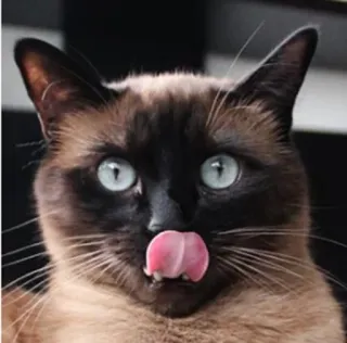 😋 кот, домашнее животное, животное, сиамский кот, млекопитающее, милый, язык, смешной telegram sticker