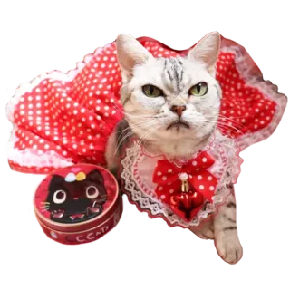 😾 CC CATS cat, dress, pet, animal, cute, feline, kitten telegram sticker