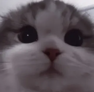 🤍 猫, 可爱, 动物, 宠物, 毛茸茸, 眼睛 telegram sticker