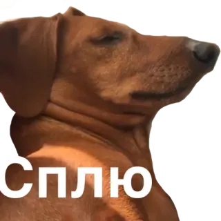 😴 Сплю dog, sleeping, animal, cute whatsapp sticker