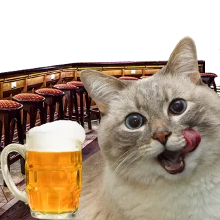 🍺 cat, beer, drinking, animal, humor, pet, alcohol telegram sticker