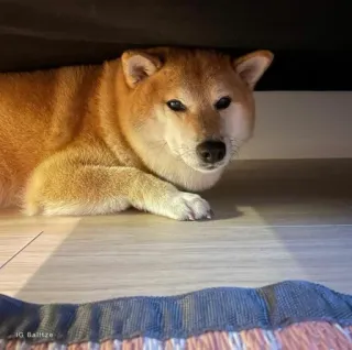 ❤️ IG Balltze Shiba Inu, dog, pet, animal, domestic animal, under furniture, Balltze telegram sticker
