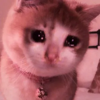 🍑 gato, triste, animal de estimação, gatinho, animal, animal doméstico, felino telegram sticker