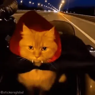 🧛♂️ cat stickersglobal telegram sticker